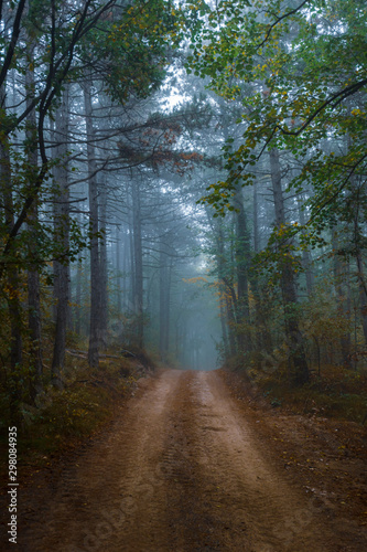 path in misty forest in the morning  © babaroga