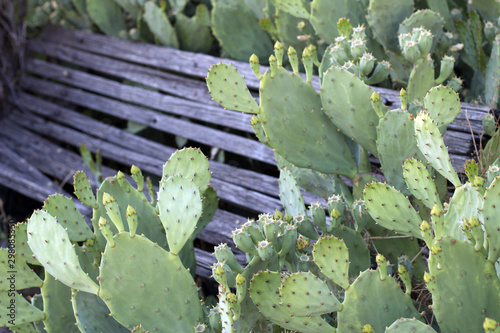 Bench sorrounded by cactus in Athens, Greece photo