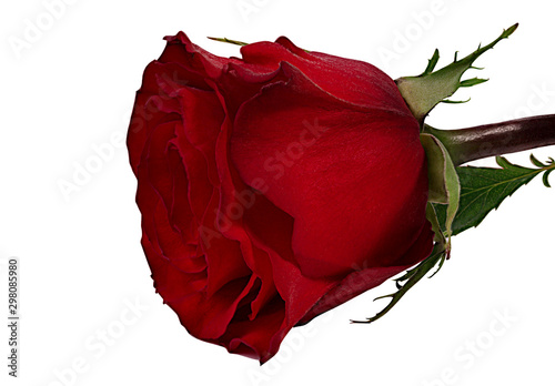 rose isolated on white background