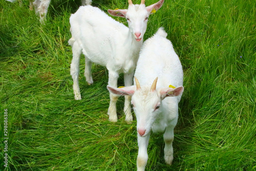 Obraz premium Zicklein im Frühling