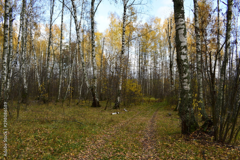 Obraz premium trees in the autumn forest