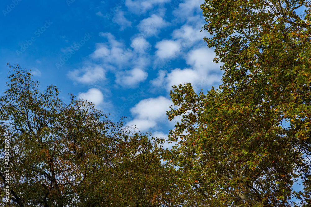 Looking from the park to the sky. Sky with clouds and blue.