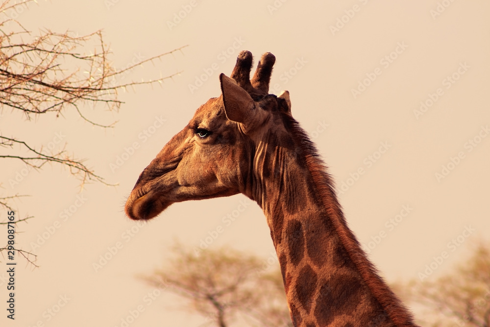 Obraz premium Wild african animals. Closeup namibian giraffe. The tallest living terrestrial animal and the largest ruminant.