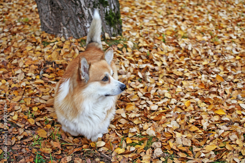 dog portrait autumn leaf background dog portrait autumn leaf background