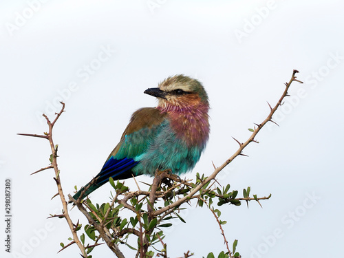 Lilac-breasted roller, Coracias caudata, © Erni