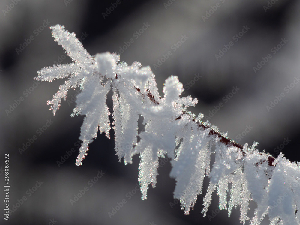 Ice crystals on plants, Macro Ice crystals on plants, Macro