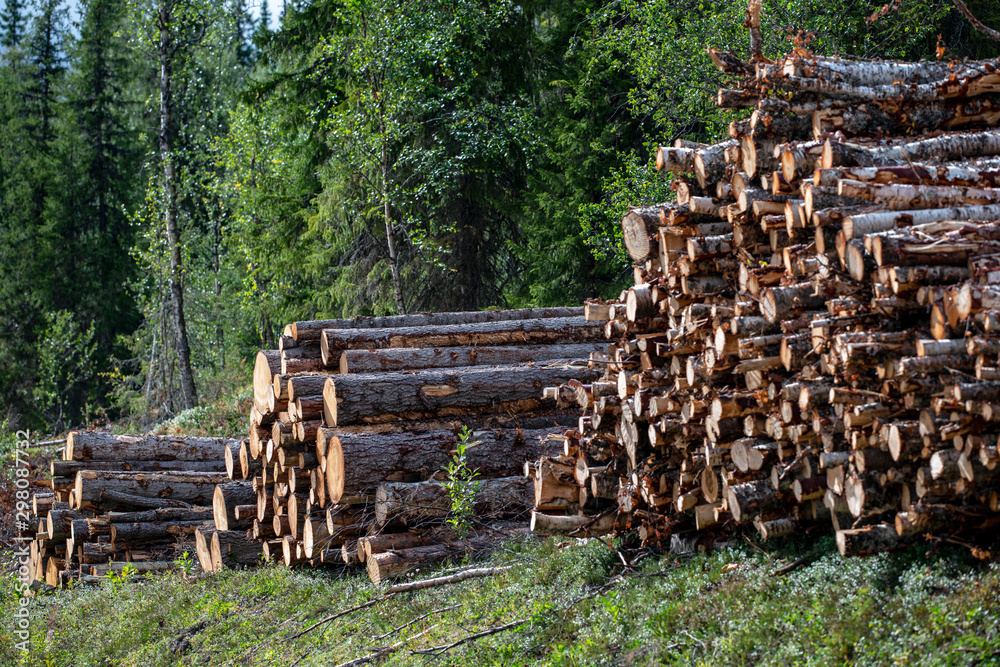 wood, Jämtland Sweden