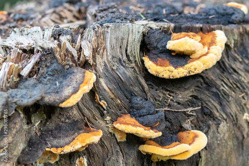 Fungus on trees in the bavarian forest