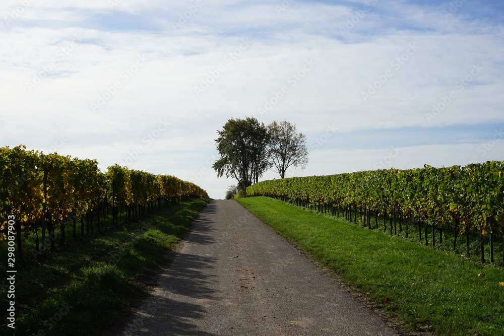 Obraz premium Wanderweg durch die Weinberge bei Edenkoben im Sonnenlicht