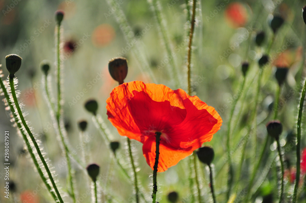 Mohnblumen, eine Klatschmohnblüte erstrahlt rot im Gegenlicht, der Mohn ...