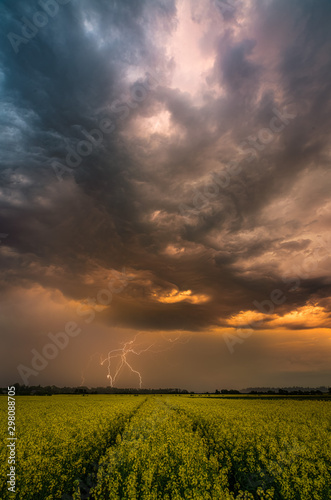 lightning and rapeseed