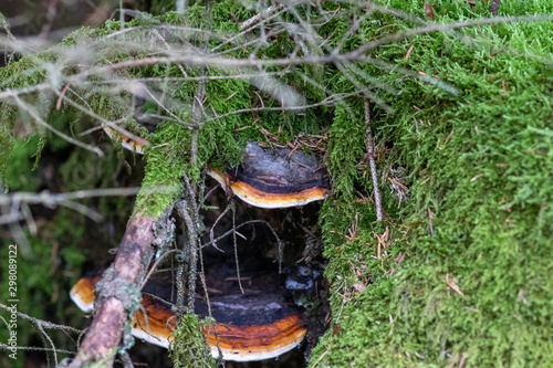 Fungus on trees in the bavarian forest