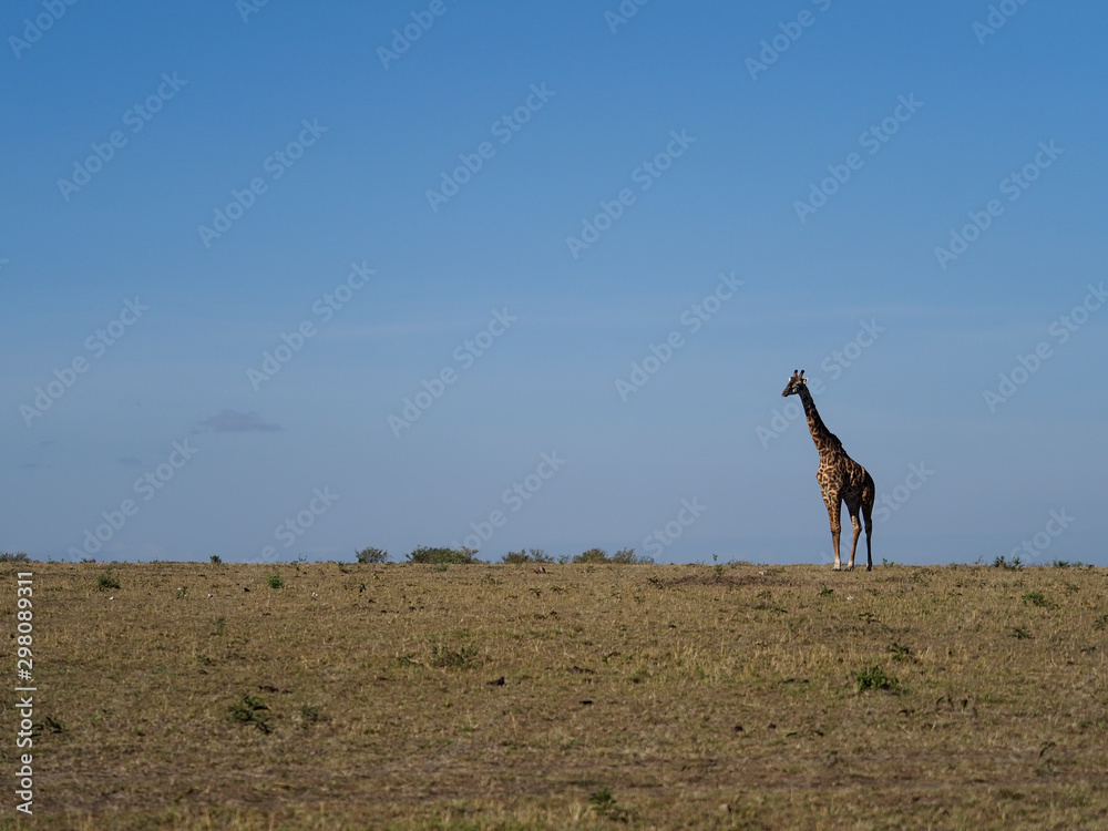 Masai or maasai giraffe, Giraffa tippelskirchi Masai or maasai giraffe, Giraffa tippelskirchi