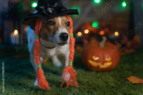 Dog on a background of Halloween © Evgenia Tiplyashina