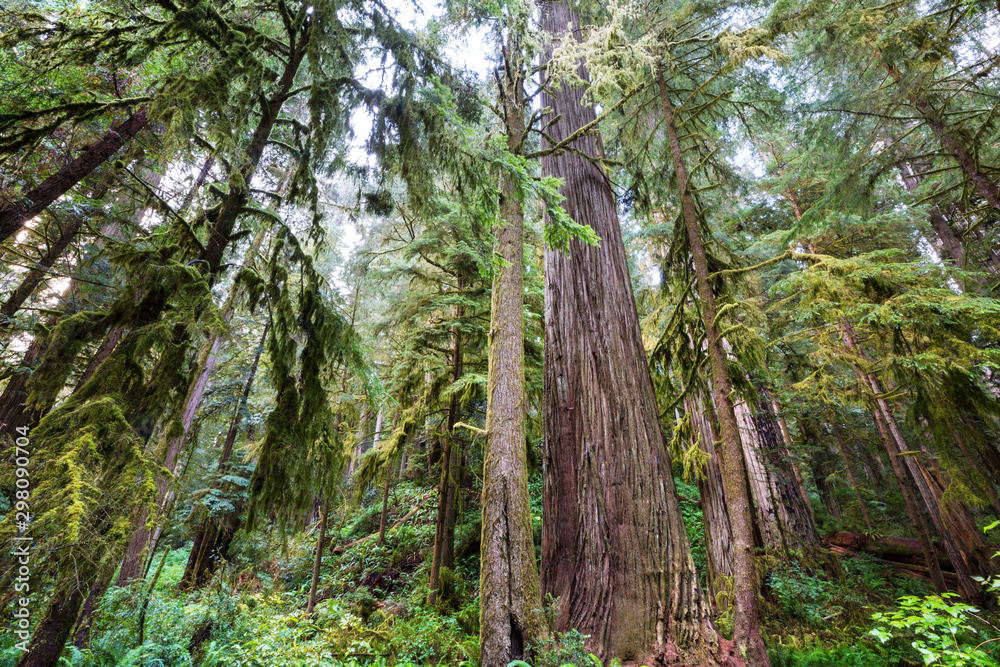 Obraz premium Sequoia