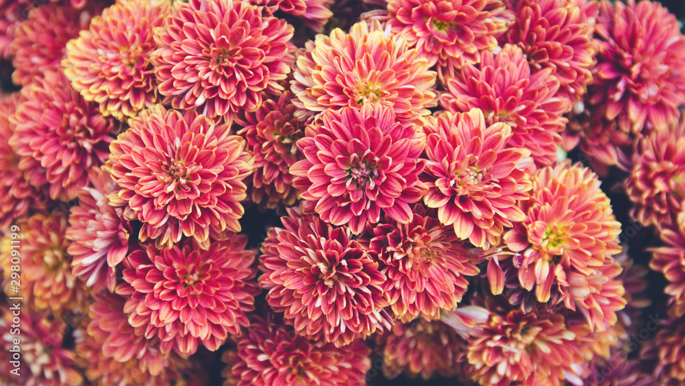 Chrysanthemum flowers as a beautiful autumn background. Fall theme concept backdrop Chrysanthemum flowers as a beautiful autumn background. Fall theme concept backdrop