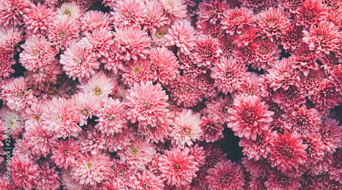 Chrysanthemum flowers  as a beautiful autumn background. Fall theme concept backdrop