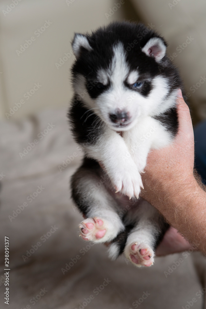 Husky puppy in the hand