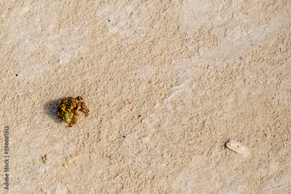 Top view of hermit crab on the beach.