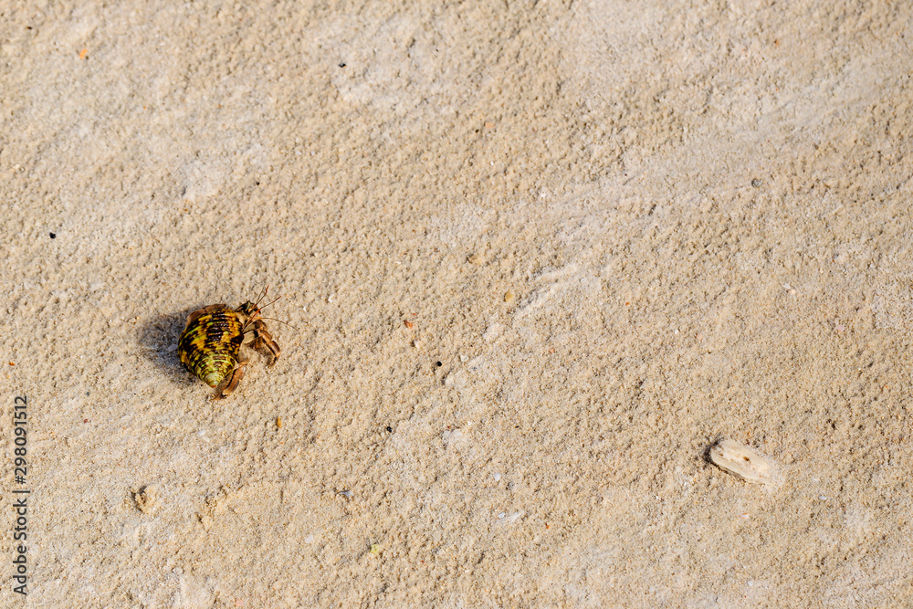 Top view of hermit crab on the beach. Top view of hermit crab on the beach.
