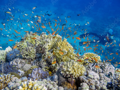 Fototapeta Naklejka Na Ścianę i Meble -  Korallenriff mit Fischen