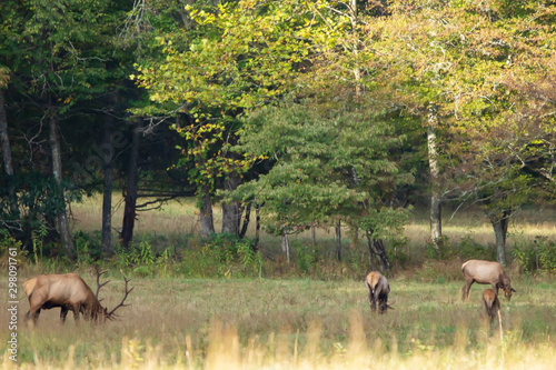 Mouuntain Grazing photo