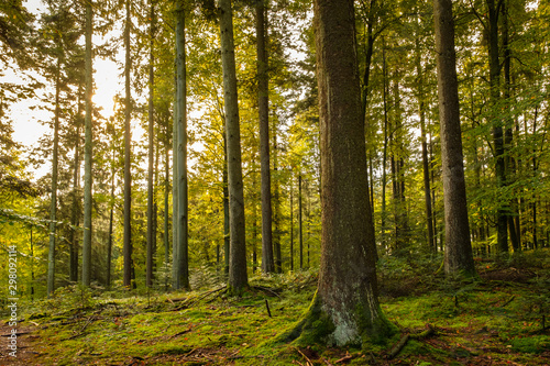 Wald Bäume Nadelbäume Moos © Bernd Schmidt