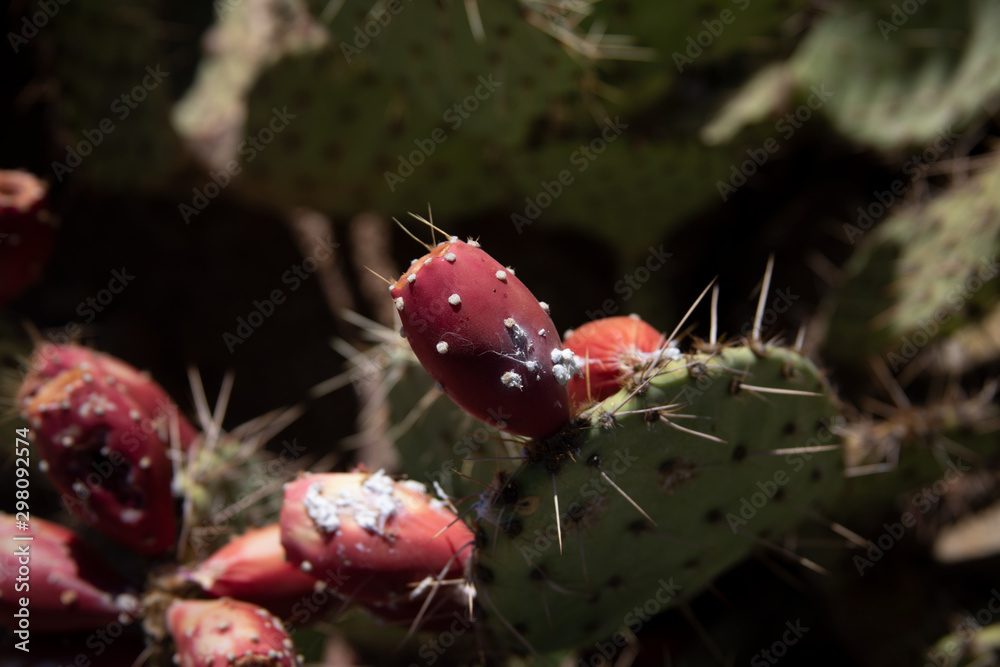 Prickly Pear Cacti Prickly Pear Cacti