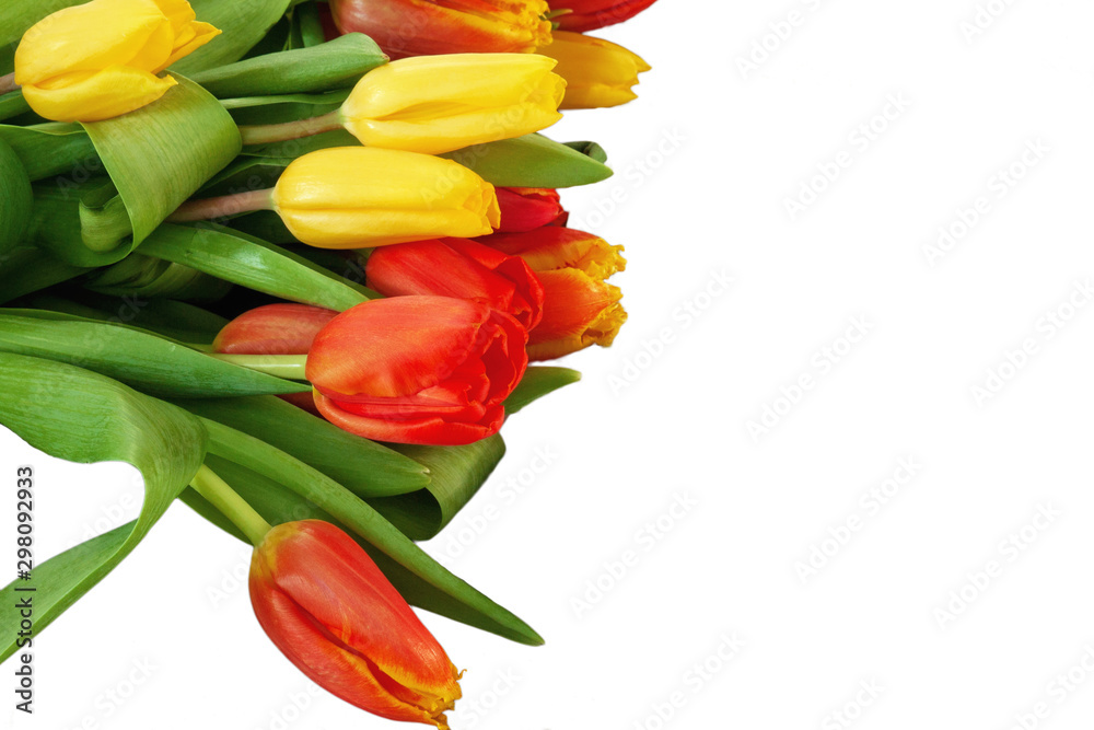 Closeup red, yellow tulips. bunch of tulip flowers isolated on white background. spring flower banner. Design for Valentine, Woman, Mother Day, Easter Closeup red, yellow tulips. bunch of tulip flowers isolated on white background. spring flower banner. Design for Valentine, Woman, Mother Day, Easter