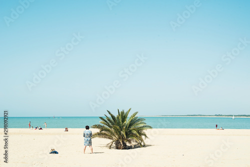 Palm tree in the beach on a sunny day