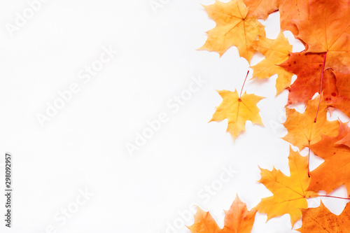 Autumn nature background. Orange leaves fall on white, copy space for text.
