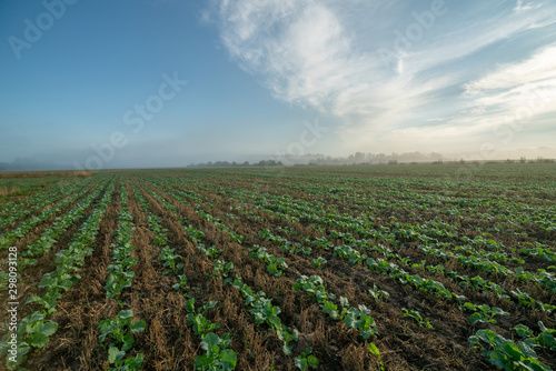 field of rapeseed