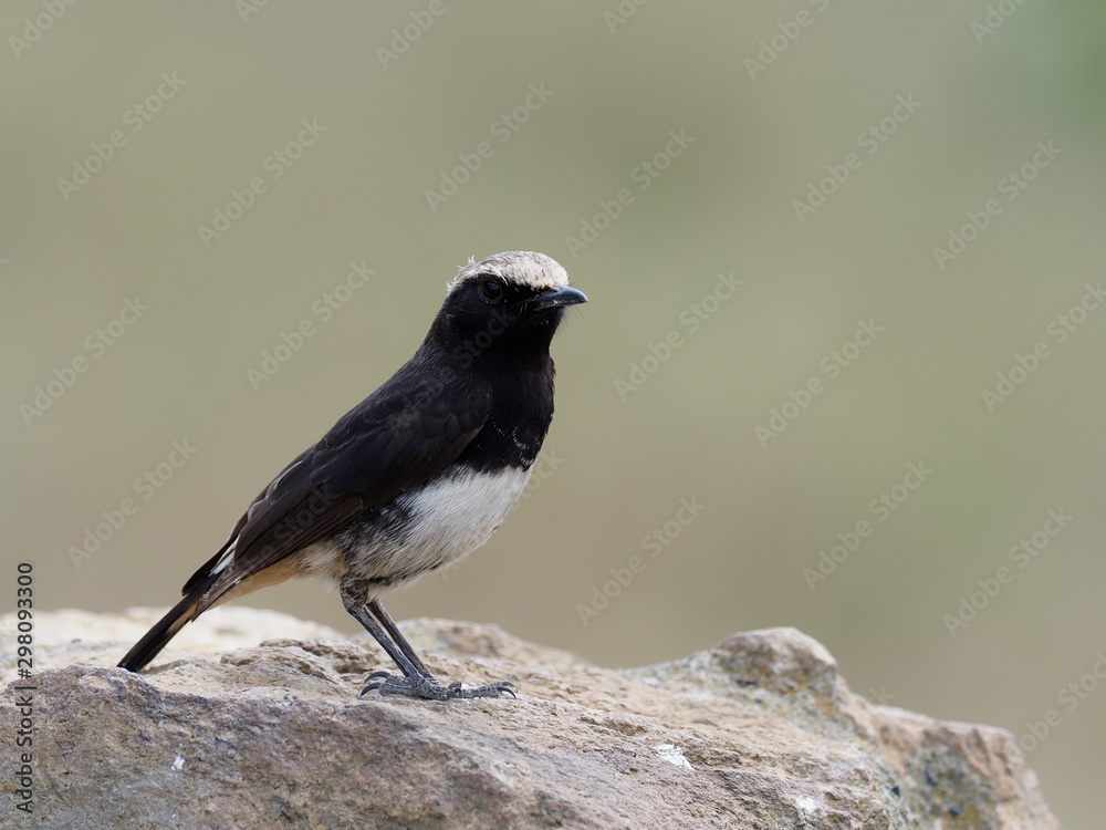 Naklejka premium Pied wheatear, Oenanthe pleschanka,