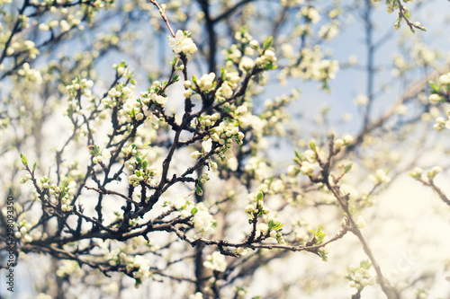 Flowering plum branches in spring