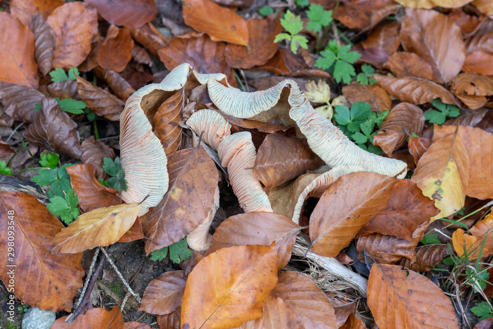 Fototapeta premium Mushroom in the middle of leaves in fall