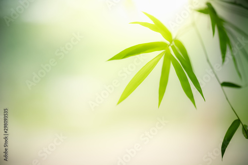 Nature of green leaf bamboo in garden at summer. Natural green leaves plants using as spring background cover page greenery environment ecology wallpaper photo
