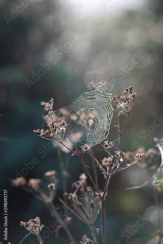 spider web