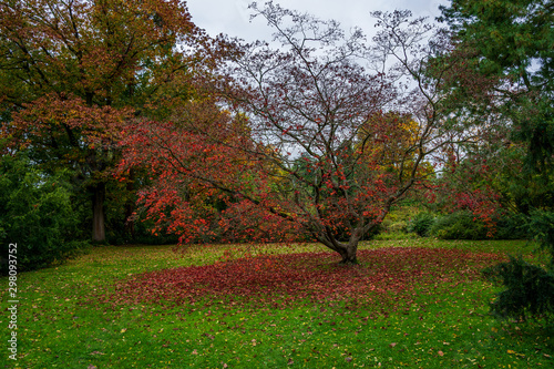 tree with red leaves in the park