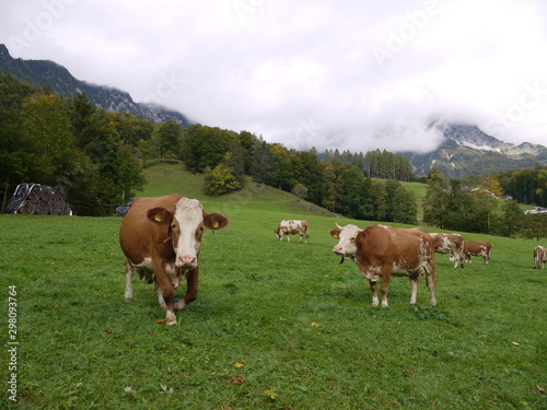 Grasende Kühe © Alexandra Schuh