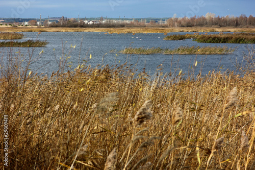 gloomy autumn landscape with a view of the rushy lake