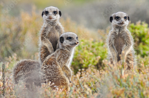 Fotografi portait of african meerkats in the african savannah