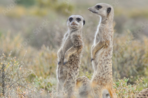 Fotografia portait of african meerkats in the african savannah