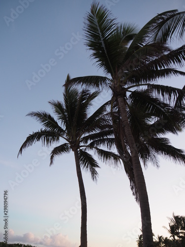 Palmen im Sonnenuntergang in Florida
