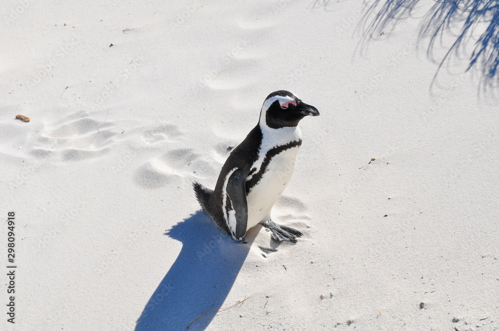 Fototapeta premium portrait of a penguin at boulders beach