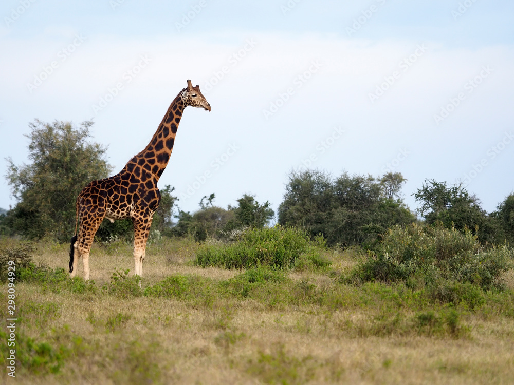 Obraz premium Rothschilds giraffe, Giraffa camelopardalis rothschildi