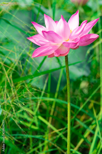 Beautiful pink lotus flower in nature background