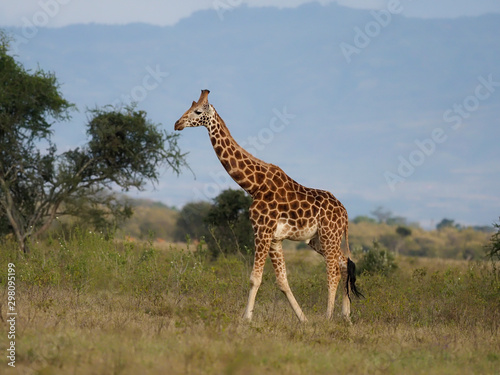Rothschilds giraffe, Giraffa camelopardalis rothschildi photo