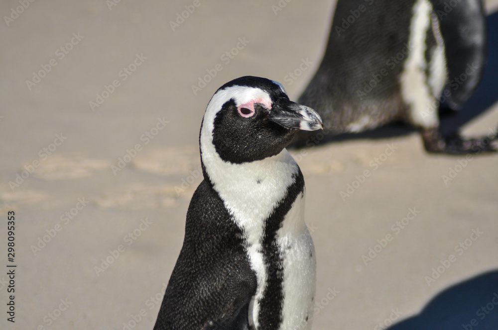 Fototapeta premium portrait of a penguin at boulders beach