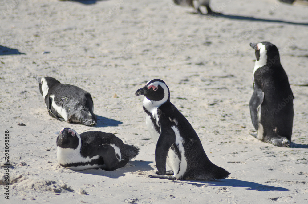 Obraz premium a big colony of penguins at boulders beach