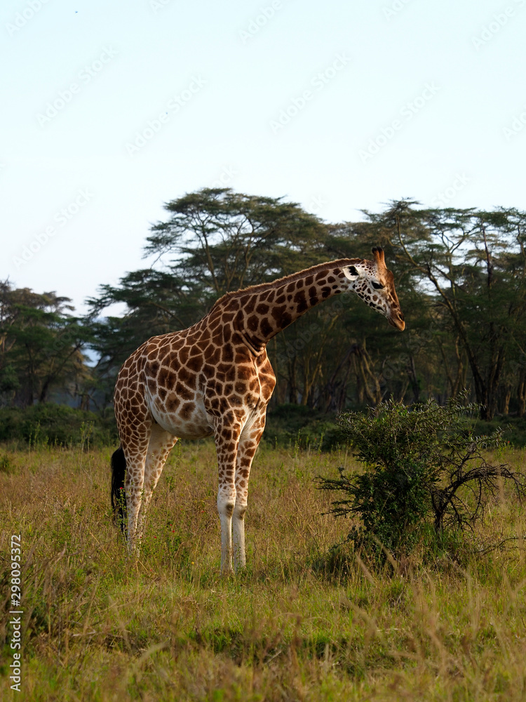 Fototapeta premium Rothschilds giraffe, Giraffa camelopardalis rothschildi